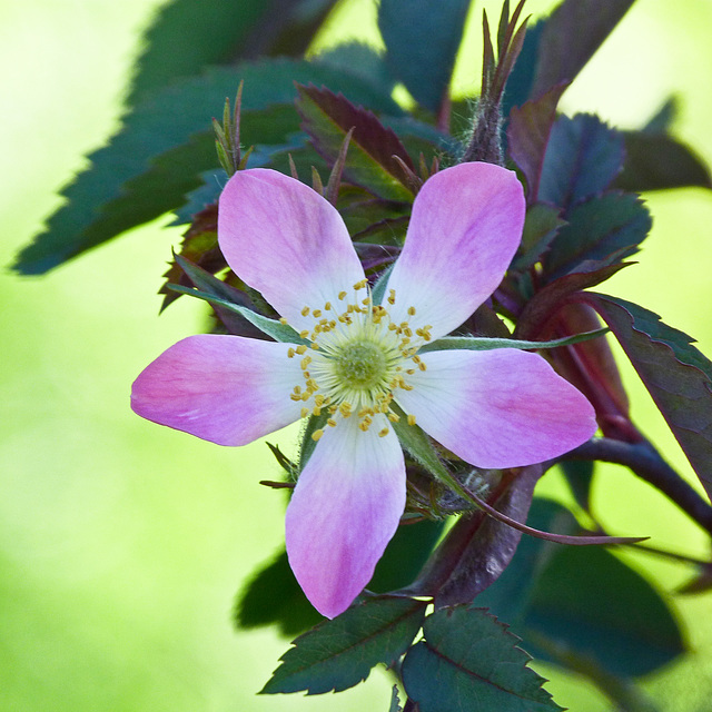 Red-leaf Rose / Rosa rubrifolia