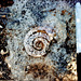 04-ammonite_sacto_mtns-4-79_adj