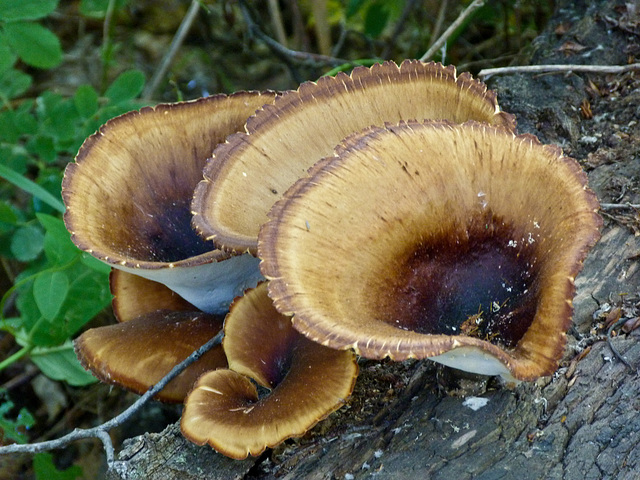 Large, urban fungi