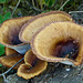 Large, urban fungi