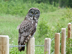 Guardian of the fence