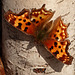 Comma