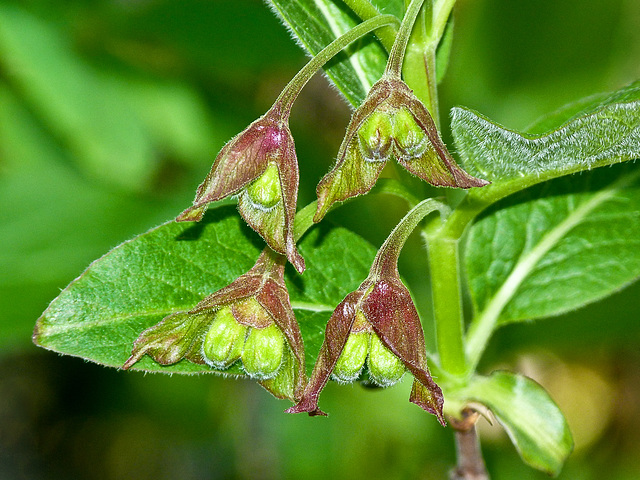 Bracted Honeysuckle