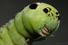 Elephant Hawk Moth Larva