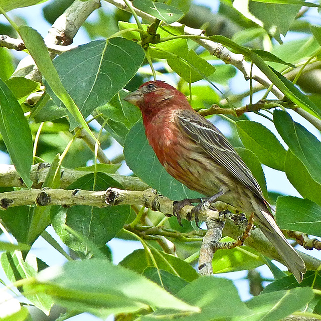 House Finch