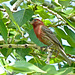 House Finch