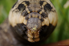 Elephant Hawk Moth Larva