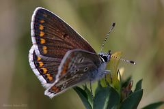 Brown Argus