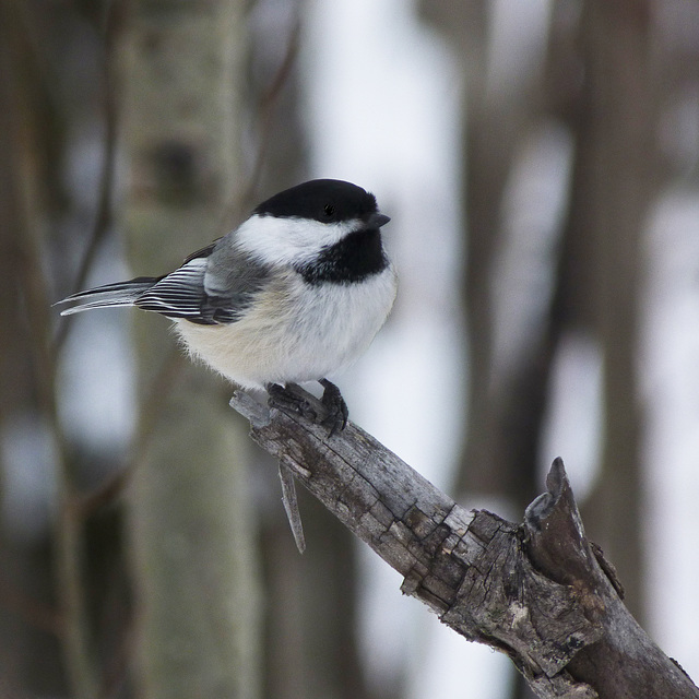 You can always count on Chickadees