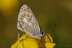 Brown Argus