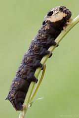 Large Elephant Hawk Moth Larva (Black form).