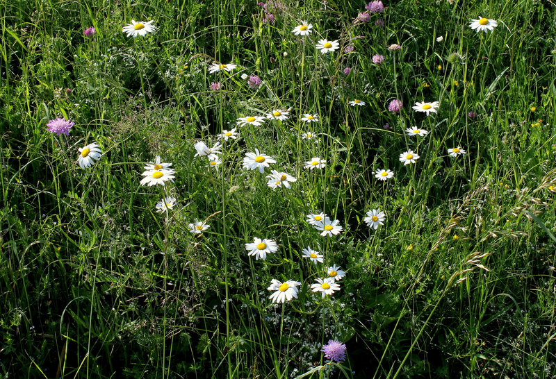 Prairie printanière - Marguerites