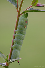 Large Elephant Hawk Moth Larva (Green form)