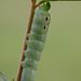 Large Elephant Hawk Moth Larva (Green form)