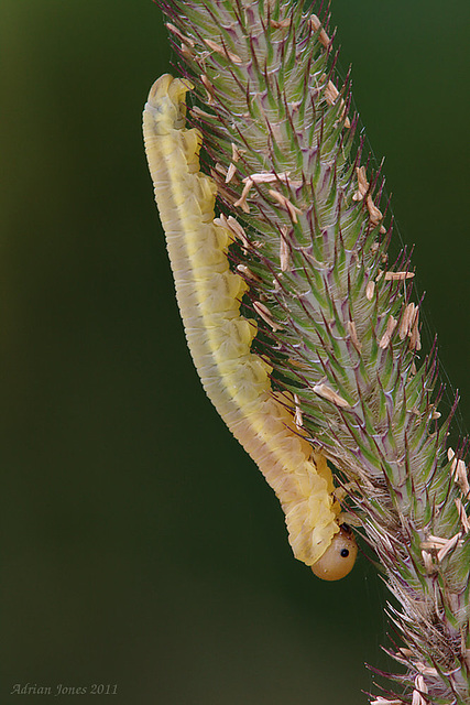 sawfly_larva_002