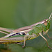 grasshopper_001