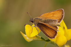 Small Skipper Butterfly.
