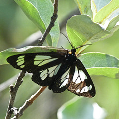 Police Car Moth / Gnophaela vermiculata