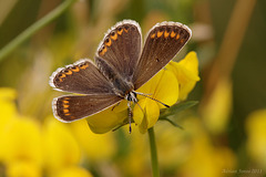 Brown Argus Butterfly.