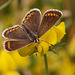 Brown Argus Butterfly.