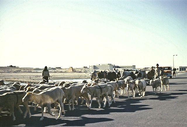 Sheep and cattle along the seafront, Doha, Qatar