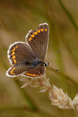 Brown Argus Butterfly.