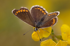 Brown Argus Butterfly.