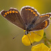 Brown Argus Butterfly.