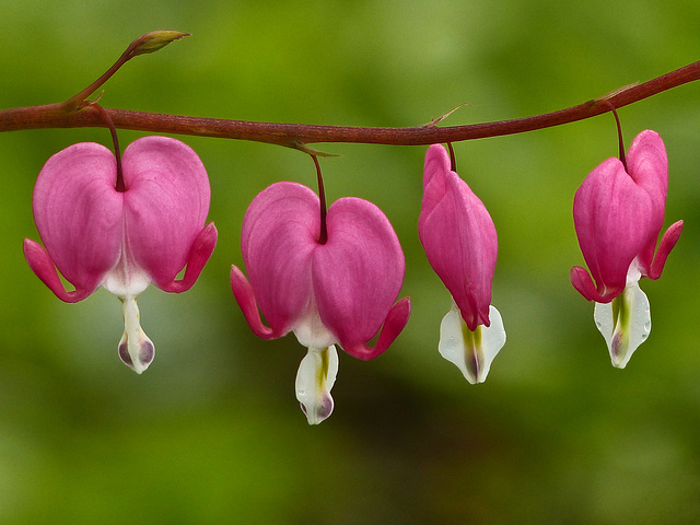 Little hanging hearts