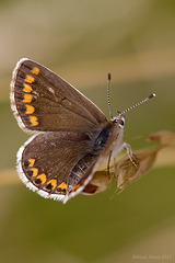 Brown Argus Butterfly.