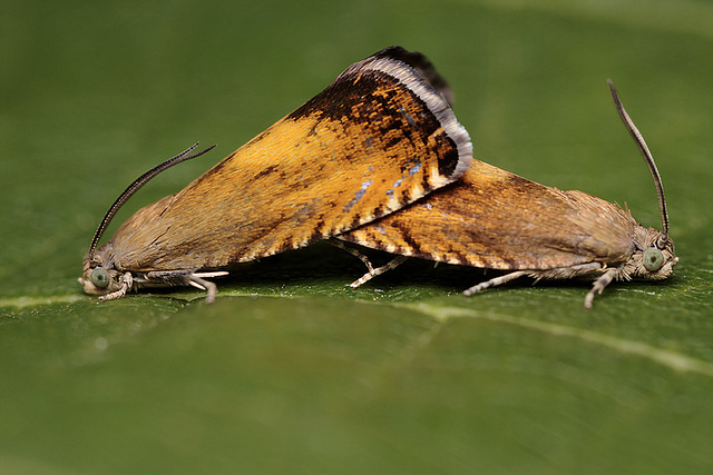 Pammene aurita