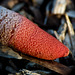 A close look at an Elegant Stinkhorn fungus