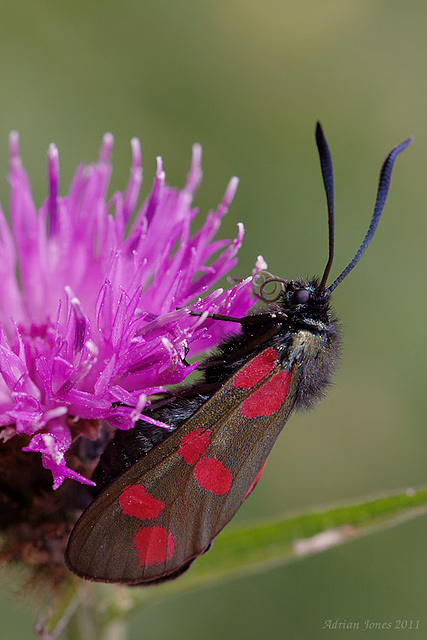 burnet_moth_007