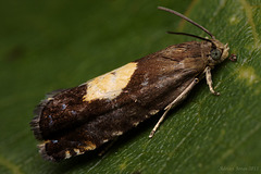 Pammene regiana