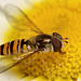 hoverfly_002