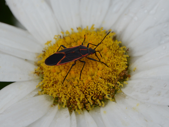 The dreaded red-eyed flower monster