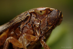 froghopper_002