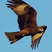 20070205-0197 Black kite