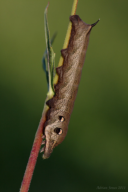 elephant_hawk_larva_003