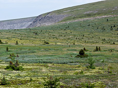 Endless alpine meadows