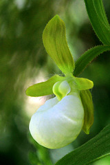 Cypripedium californicum