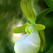 Cypripedium californicum