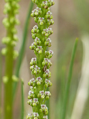 Seaside Arrow Grass / Triglochin maritima