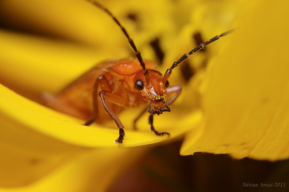 beetle_002