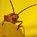 beetle_001