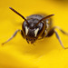 Hylaeus Bee (female)