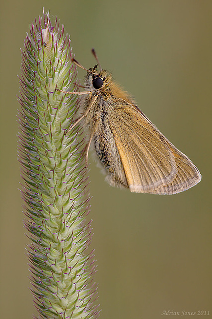 skipper_003