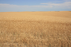 Wheat in the Palouse
