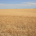 Wheat in the Palouse