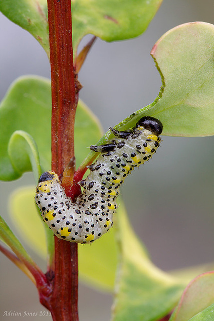 sawfly_larva_002